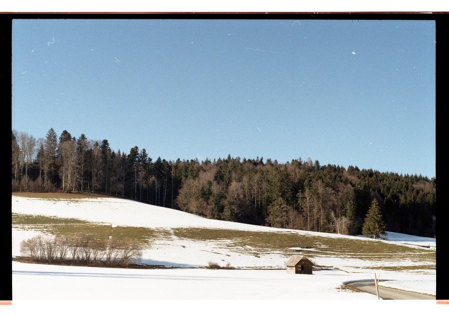 Blick auf ein verschneiten Feld, im Hintergrund ein immergrüner Wald und ein strahlend blauer Himmel