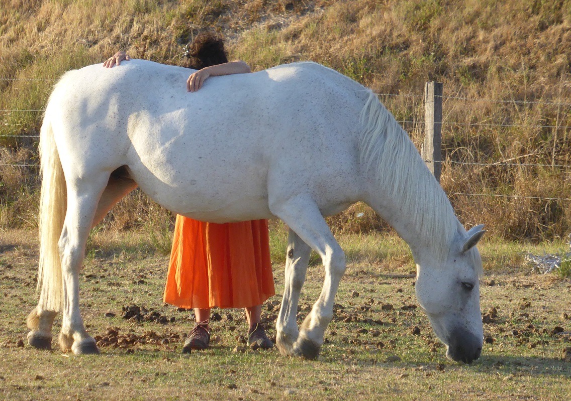 médiation équine : être épaulé par le cheval