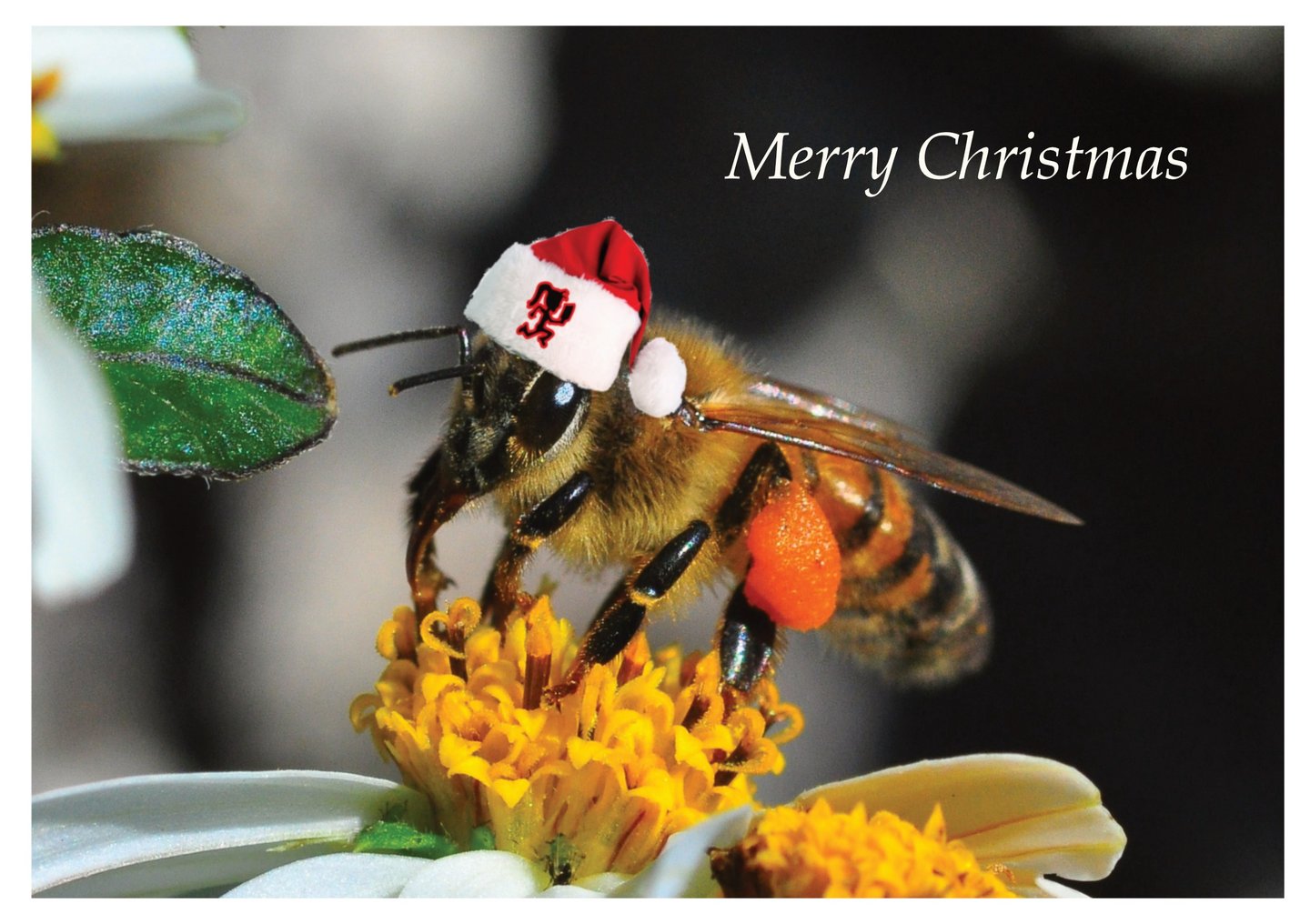 Beekeeping Course, Voucher