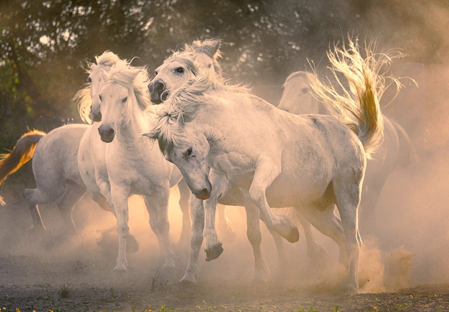 A herd of wild white Camargue horses galloping through dust at sunset.