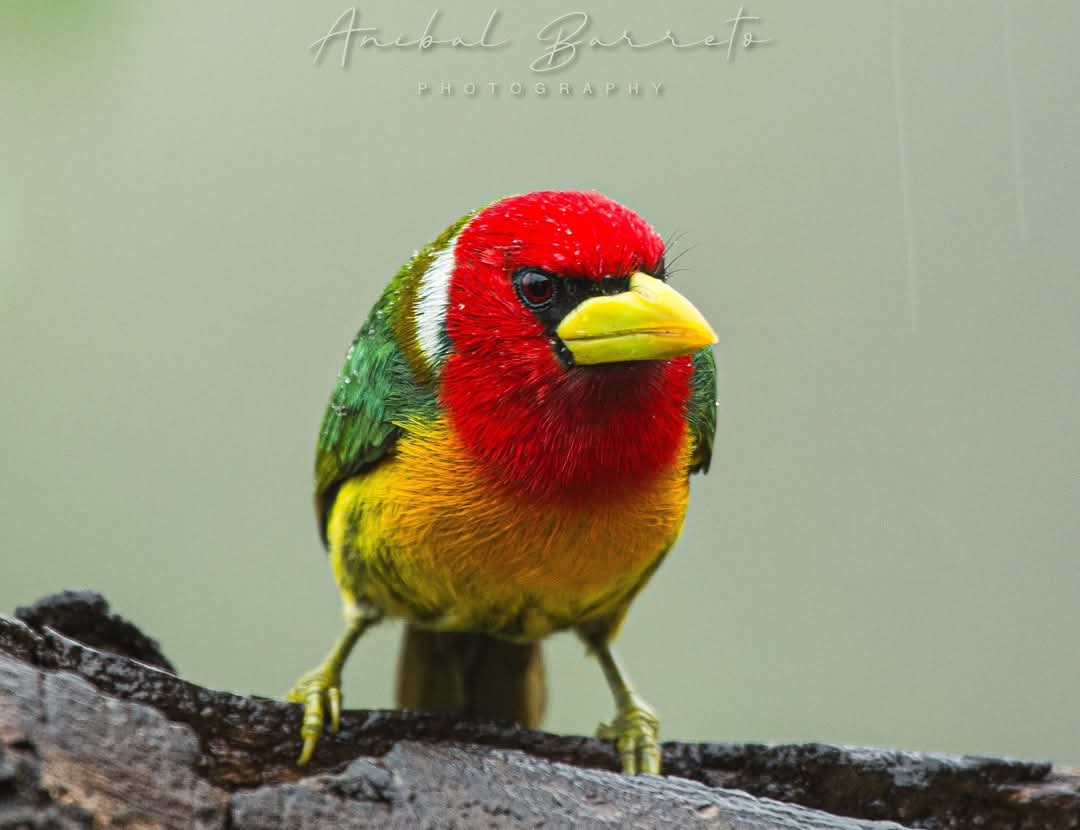 Colombia Endemic Bird Photography Expedition