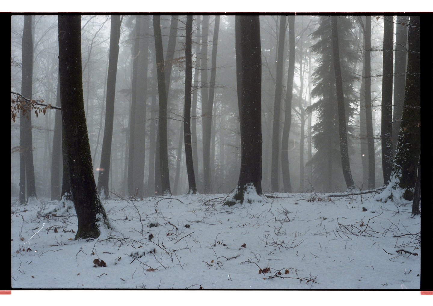 Eine neblige Winterwaldlandschaft mit hohen Bäumen und frischem, weissem Schnee auf dem Boden.