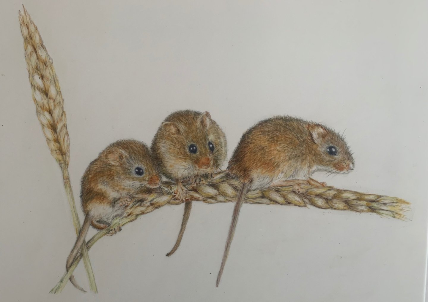 Mice