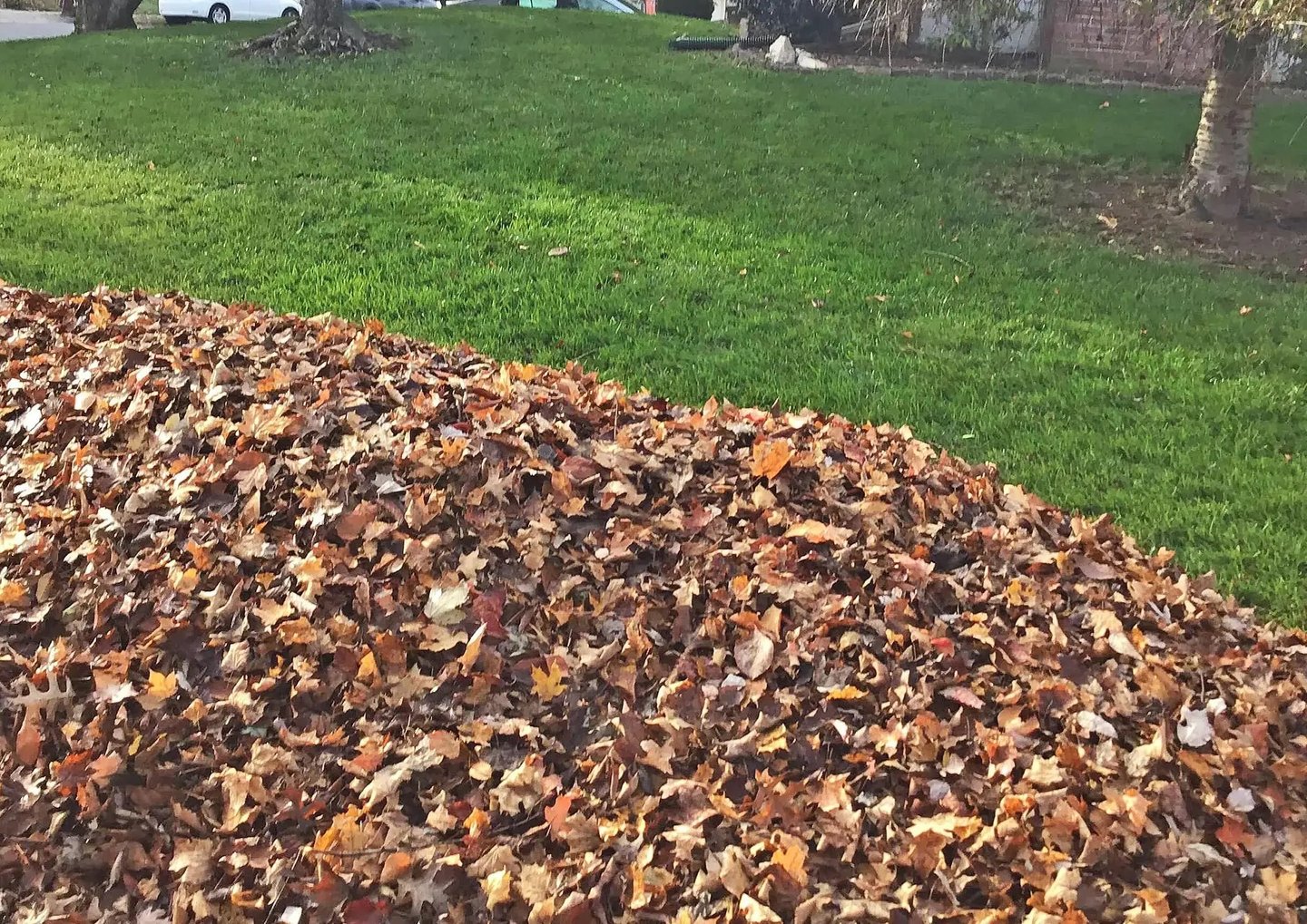 A pile of fall leaves by the curb after being cleared from a green lawn, with trees and grass.