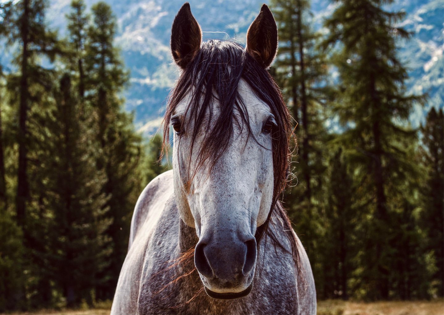 Cheval accompagné par un comportementaliste animalier équin en Loire-Atlantique