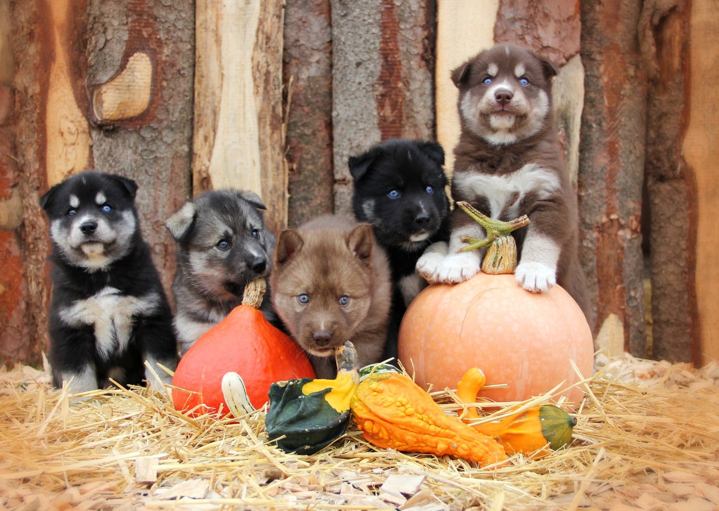 Husky-Erlebnisse, Husky-Ausfahrten, Husky-Trekkingtouren, Husky Abenteuer, Dietfurt, Bayern