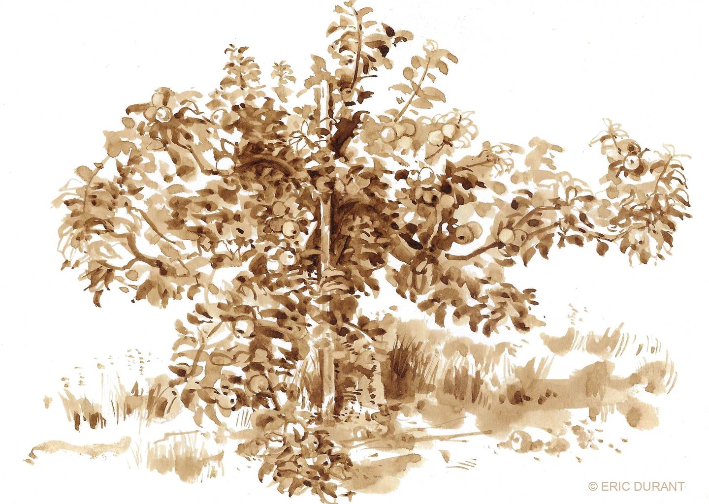 Lavis de brou de noix  sur papier - © Eric Durant