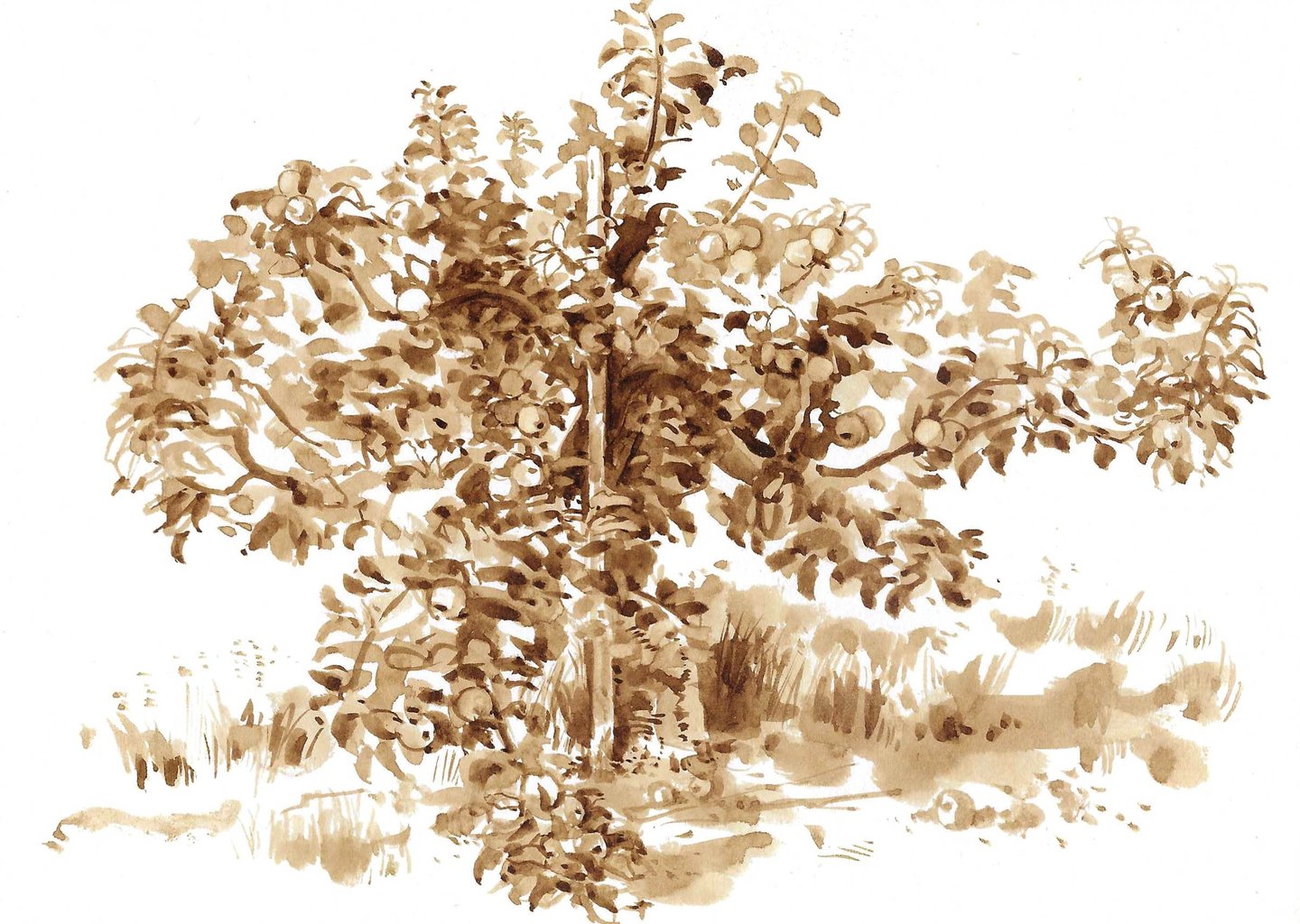 Dessin de paysage au lavis de brou de noix représentant un arbre. 