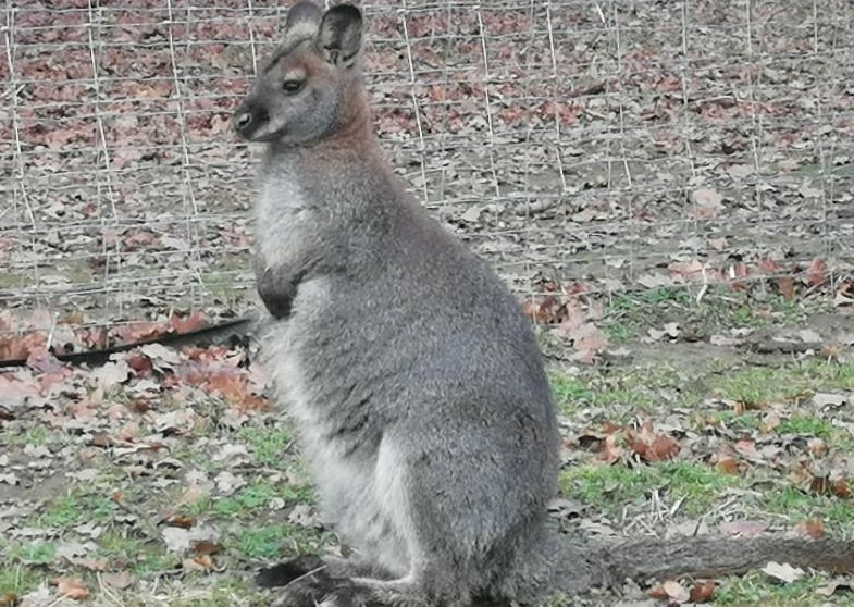 Wallaby de Bennett a vendre