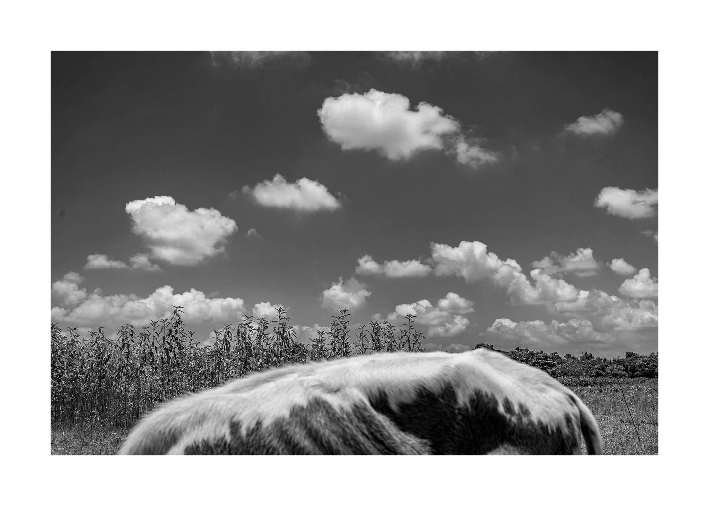 Sujan Sarkar Street Photography 103