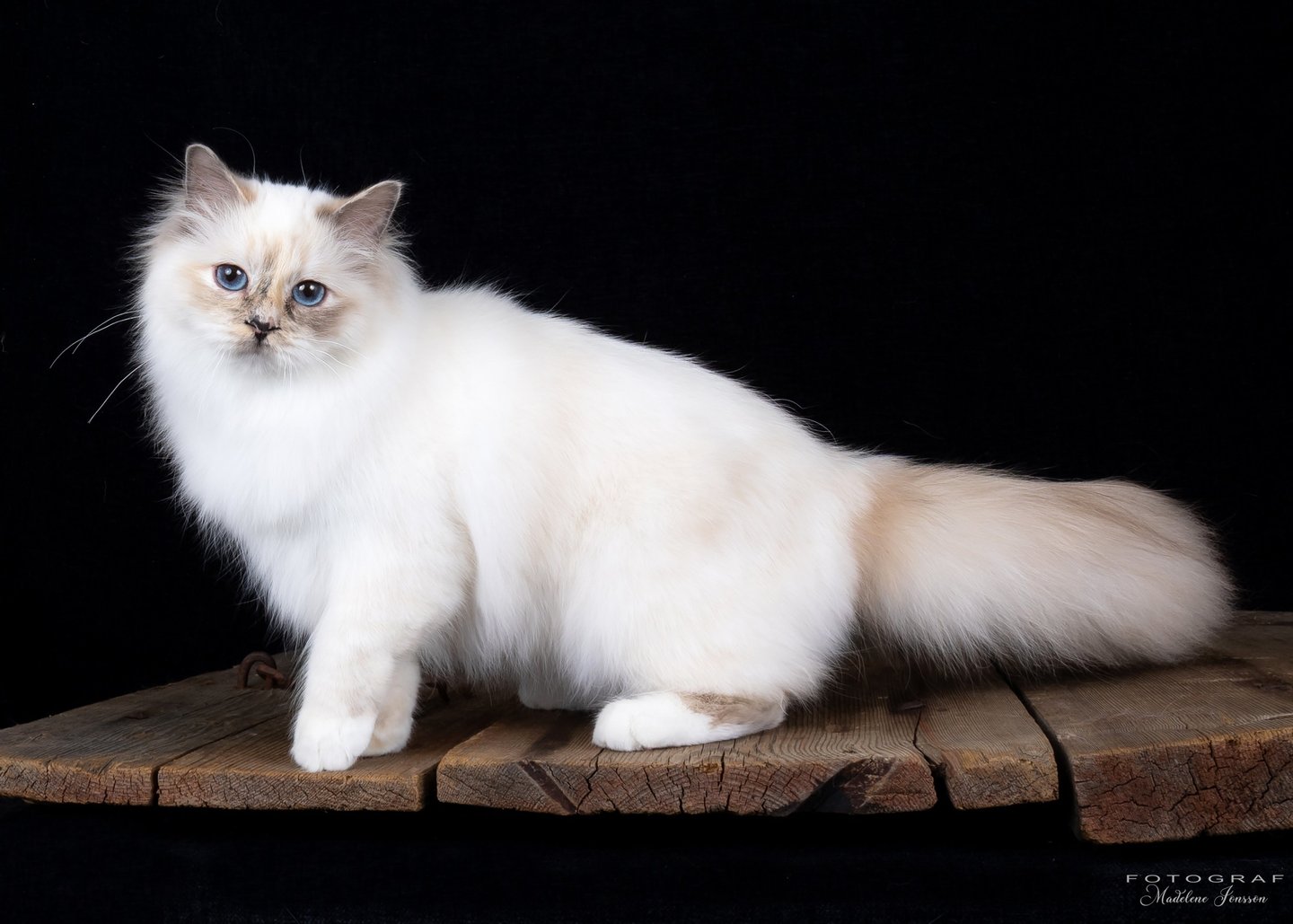 Blåskilpaddemasket Hellig Birma | Supreme Champion Sabine Annebelle