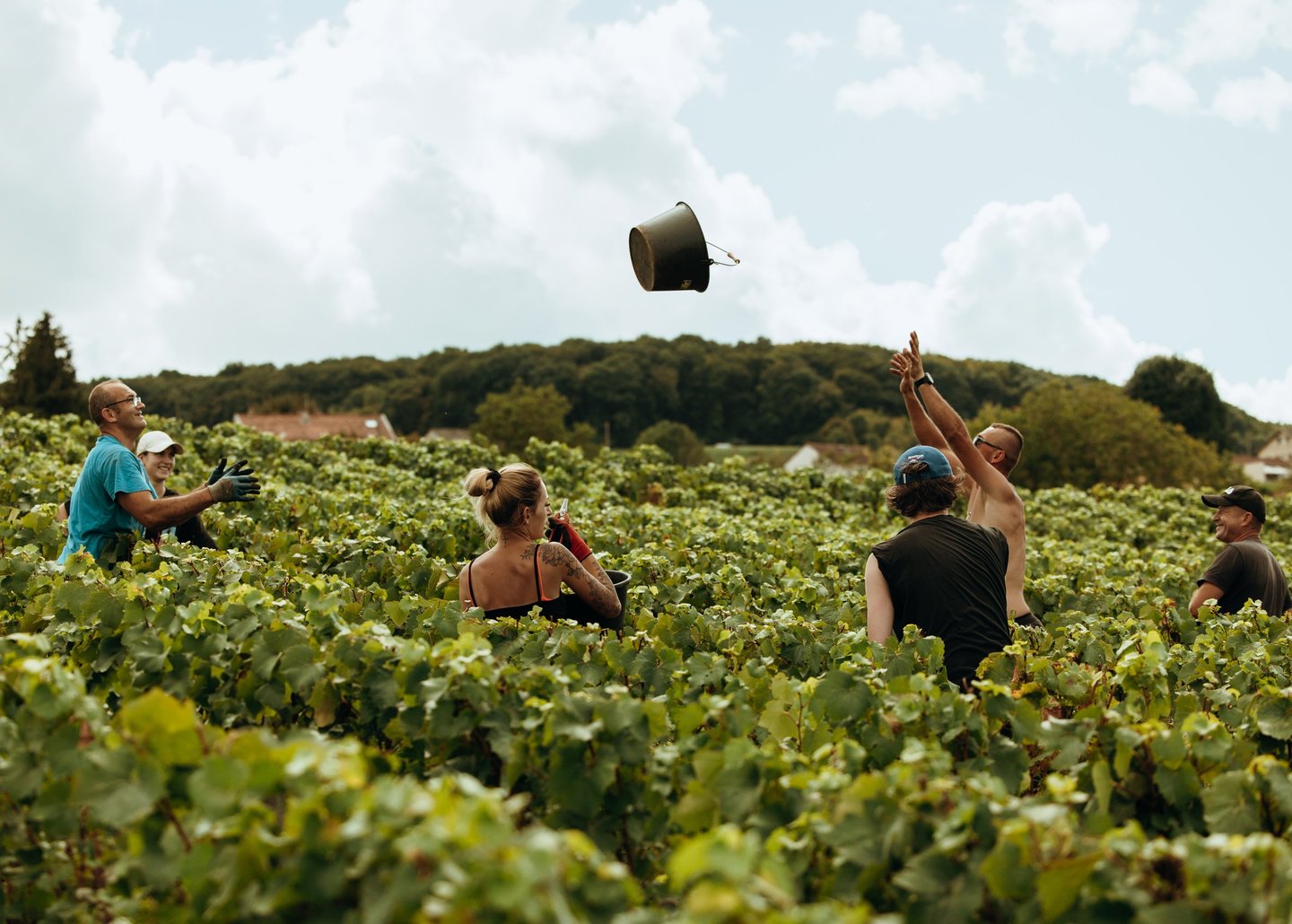 Vendanges 2025, Montagne de Reims