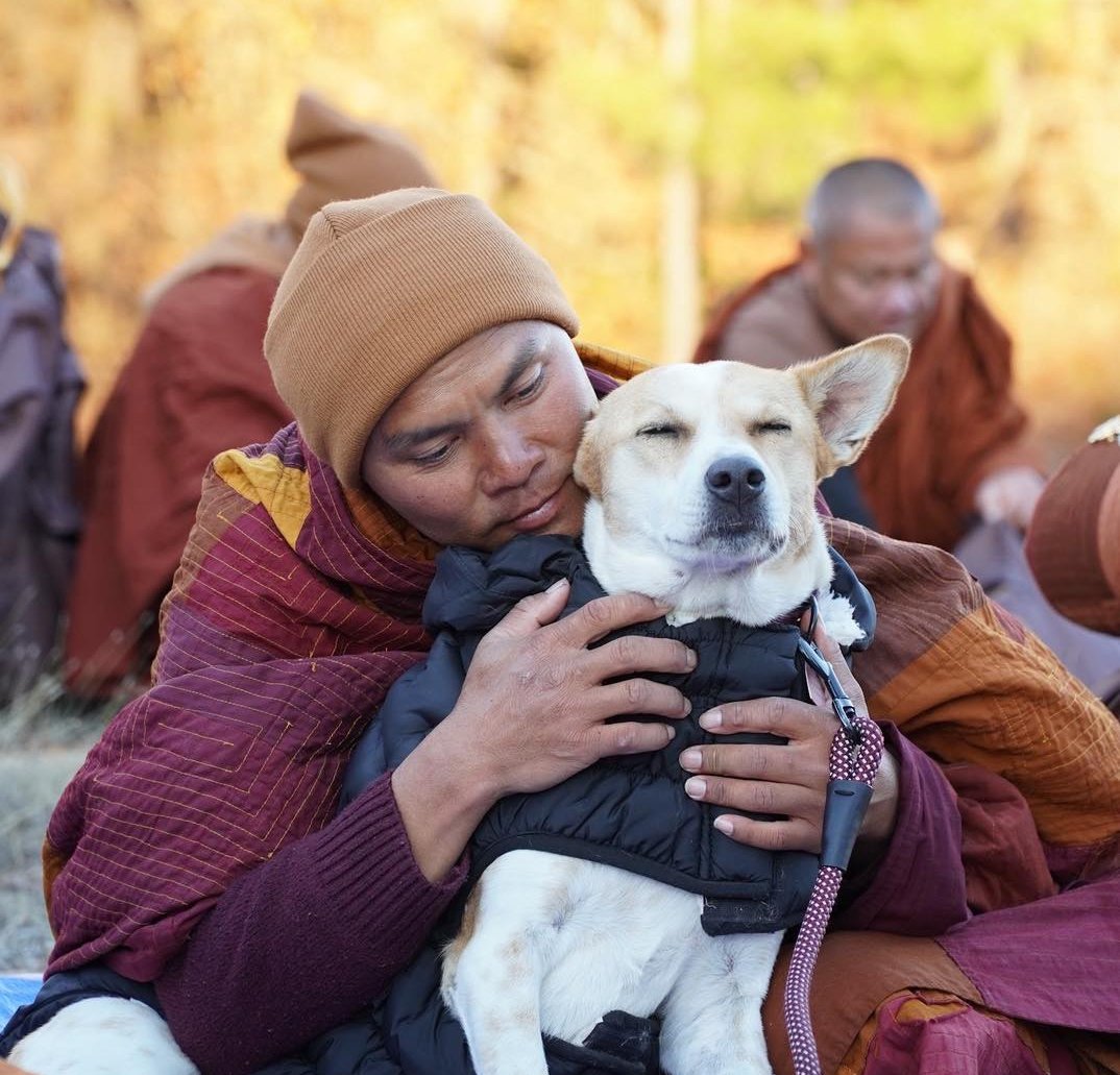 Peace Dog ALOKA monks and aloka