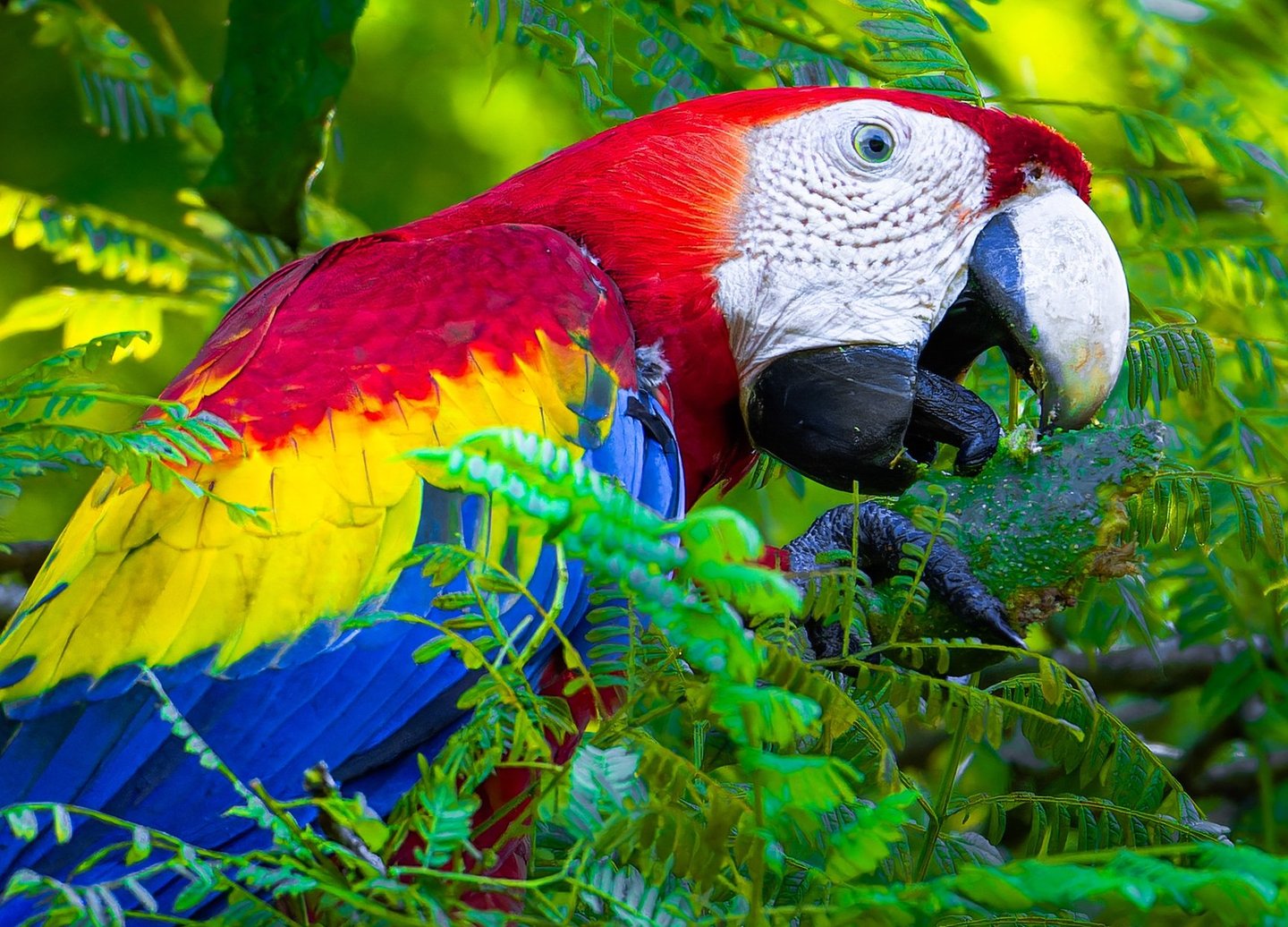 Grand Ara du costa rica qui mange une amande