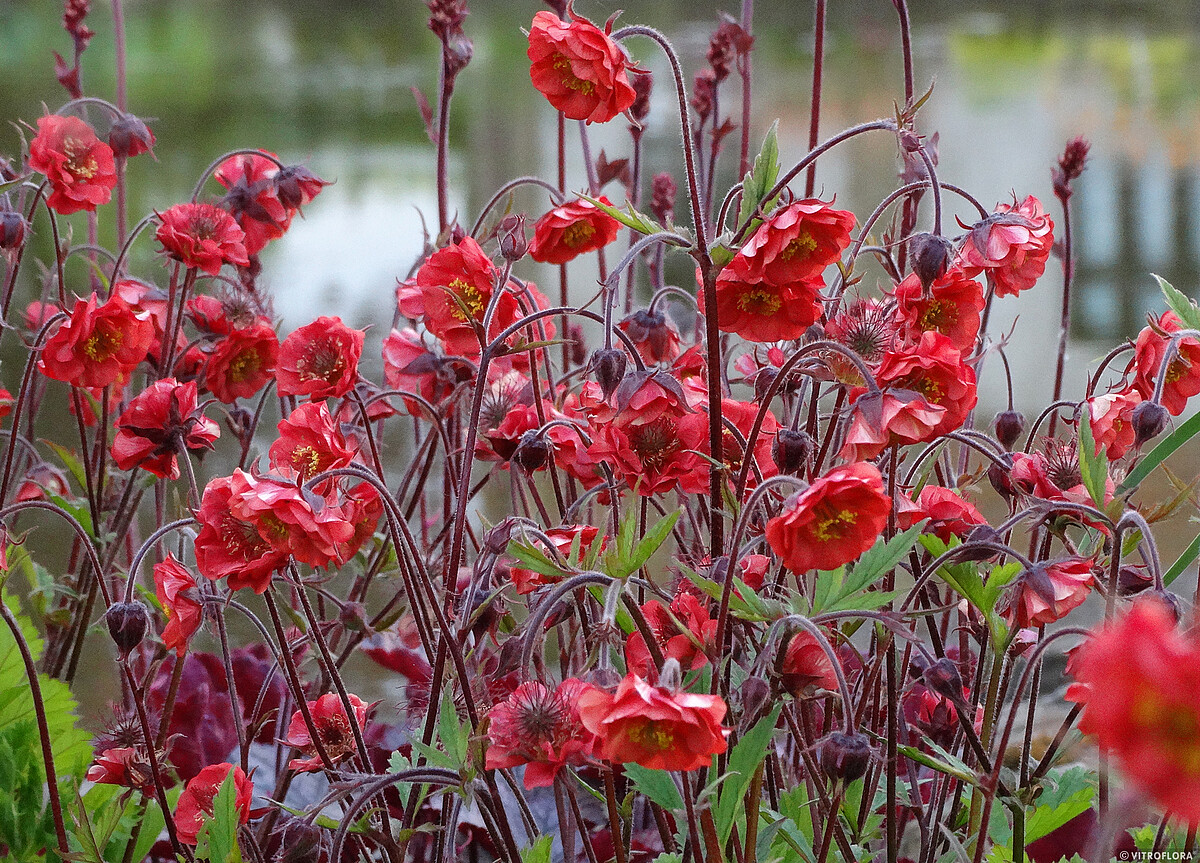 Žiognagės Flames of Passion raudonos