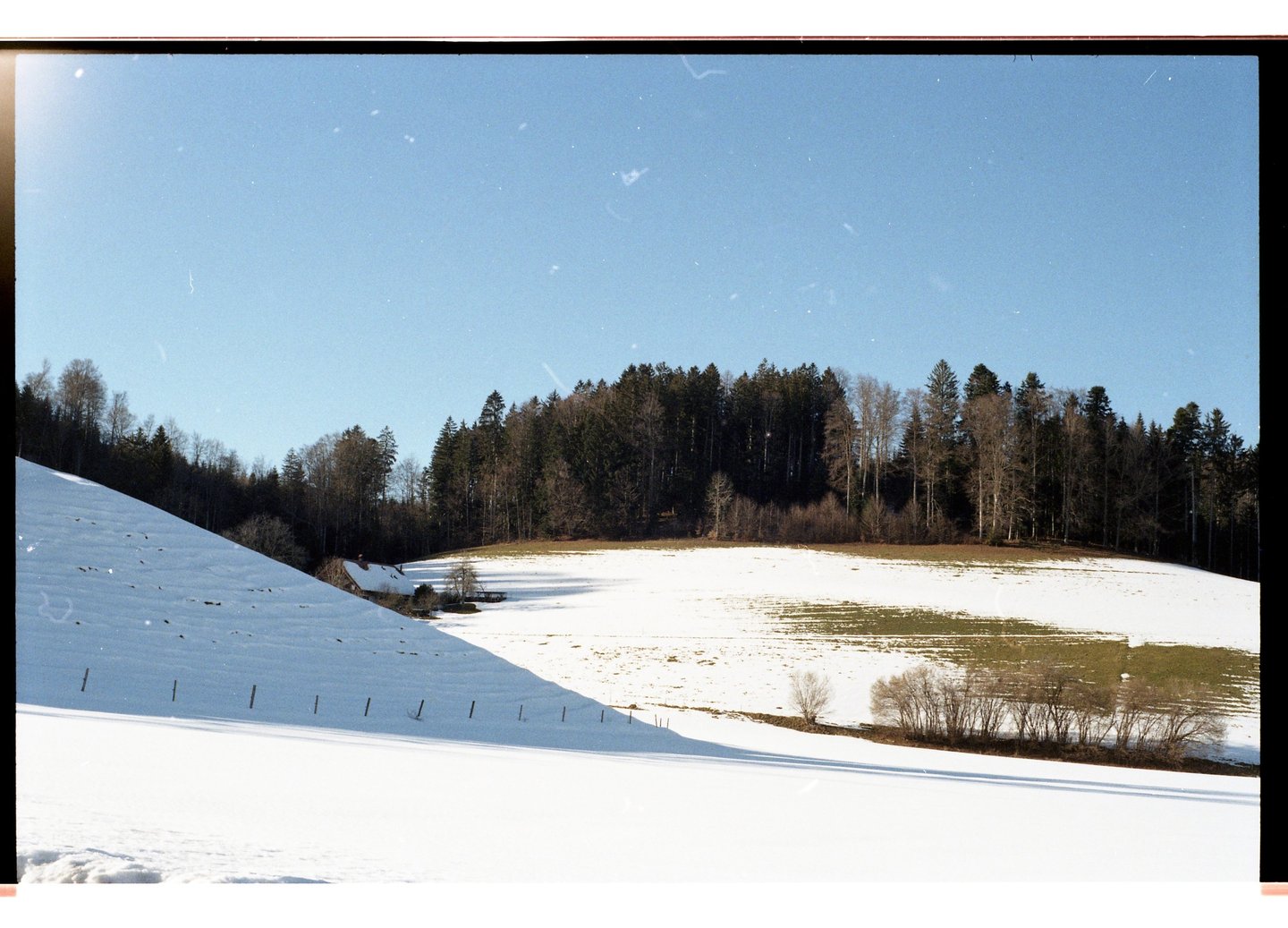Eine schneebedeckte Hügel und einen dichten Kiefernwald unter strahlend blauem Himmel.