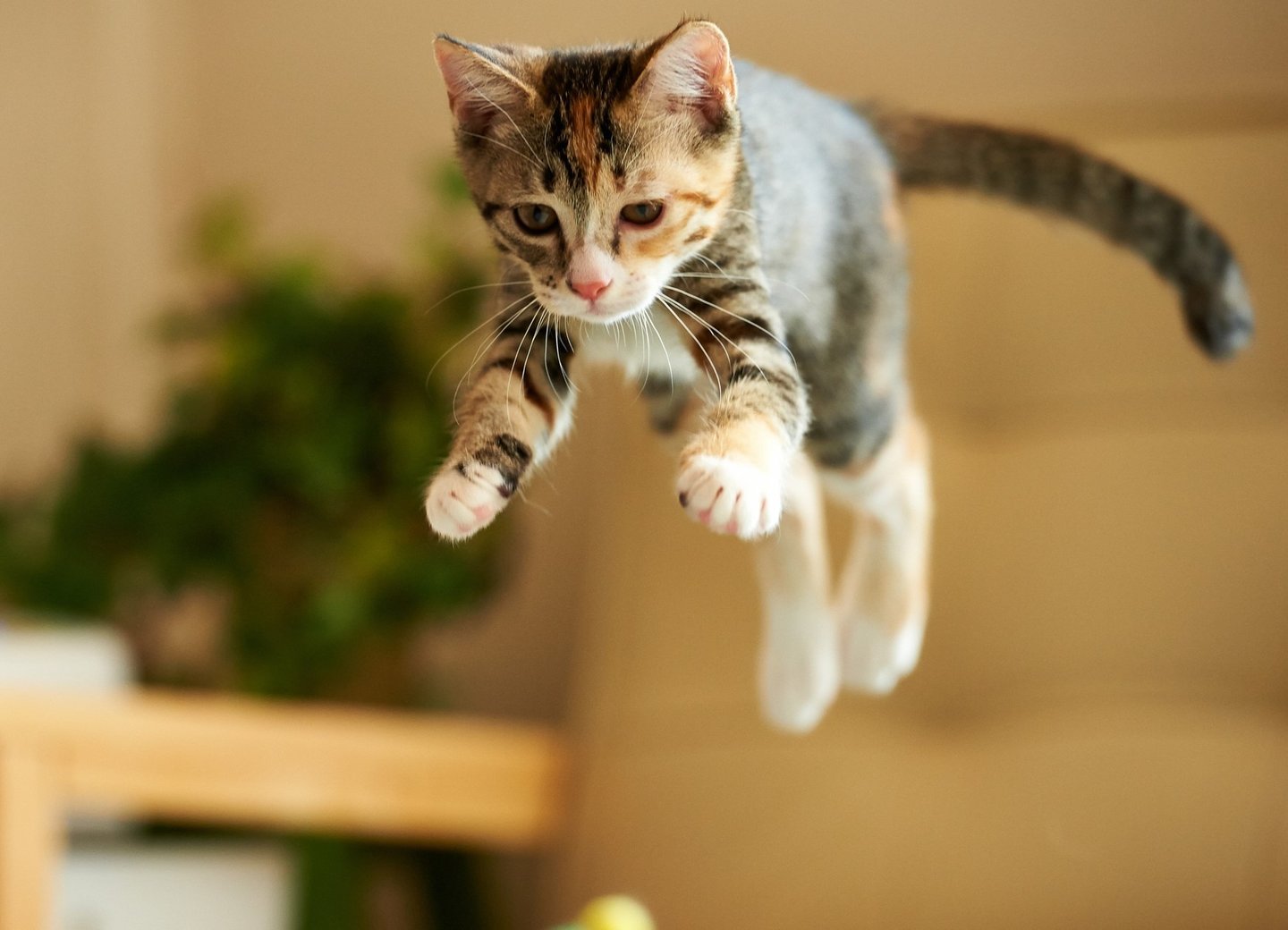 cat jumping