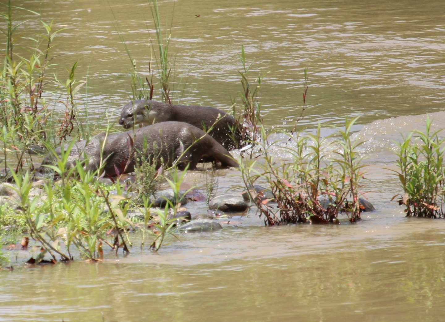 otters  fishing in Bardiya