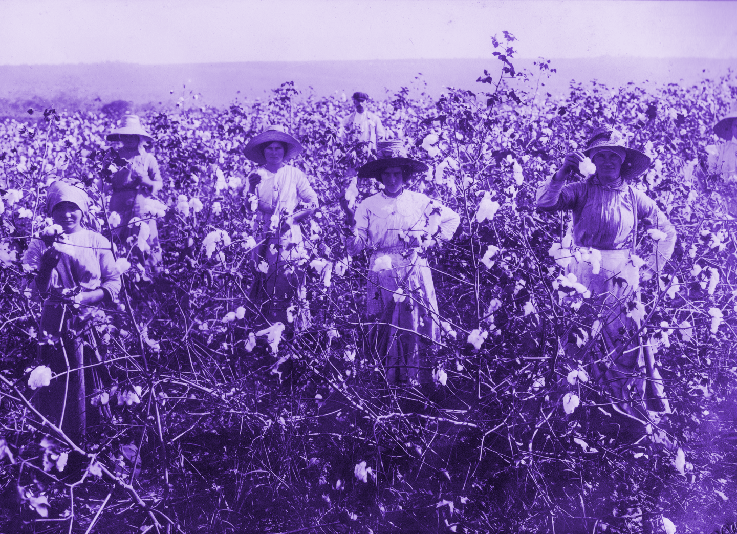 Mulheres coletoras de algodão no começo do século XX