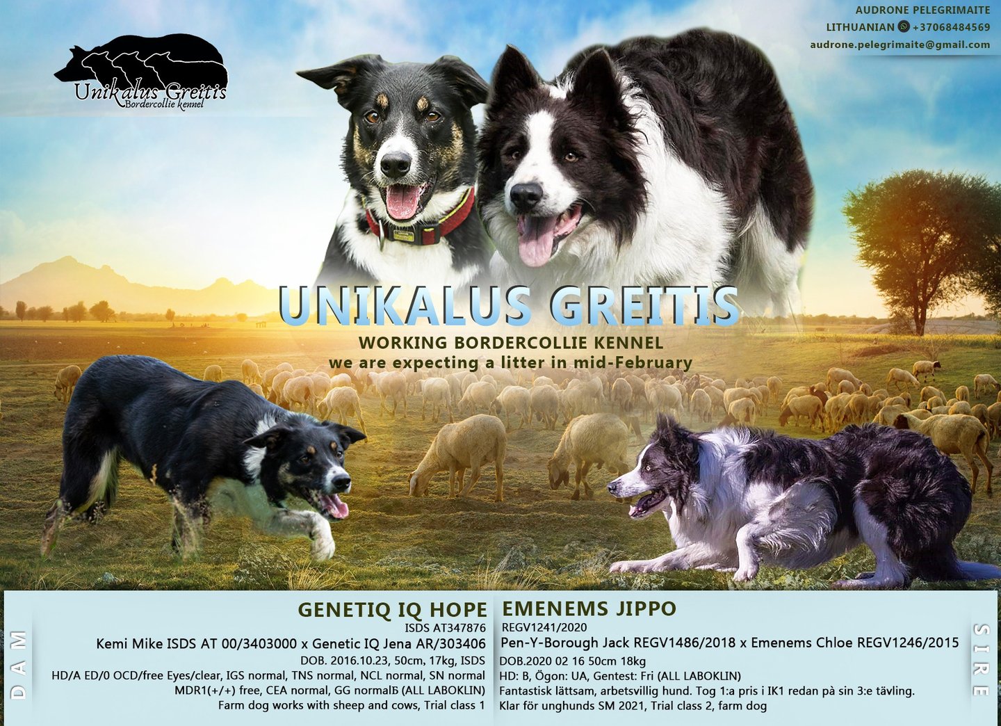 Border Collie Breeder | Border Collie Kennel | Border Collie Puppies