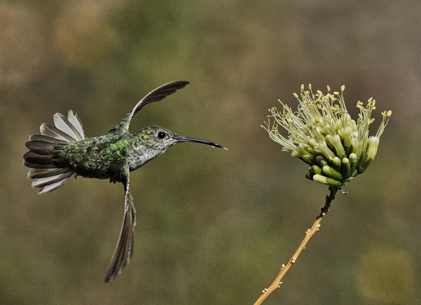 Colombia Bird Photography Tour