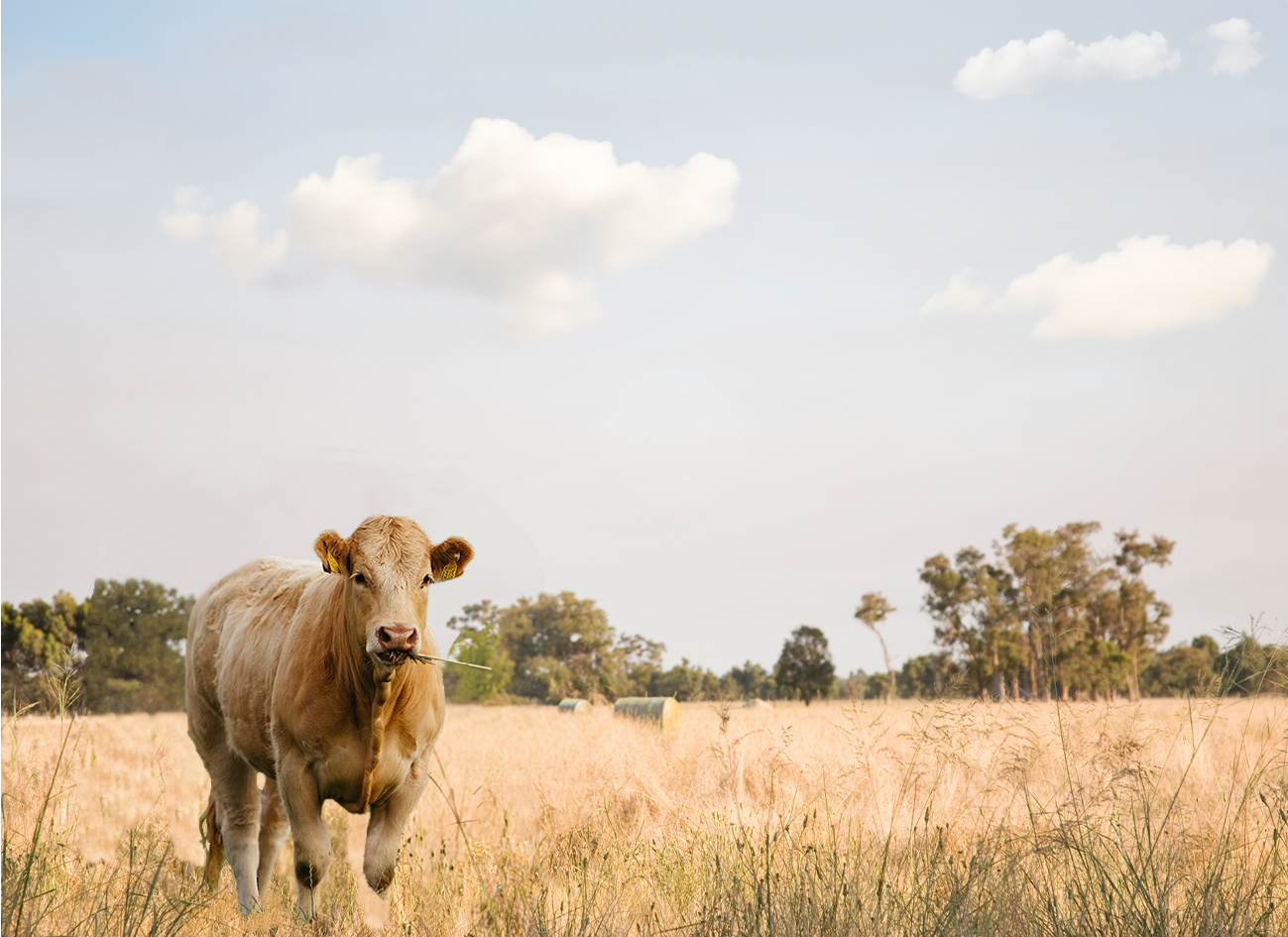Cow in a pasture, featured on the labels of Weihs Livestock products.
