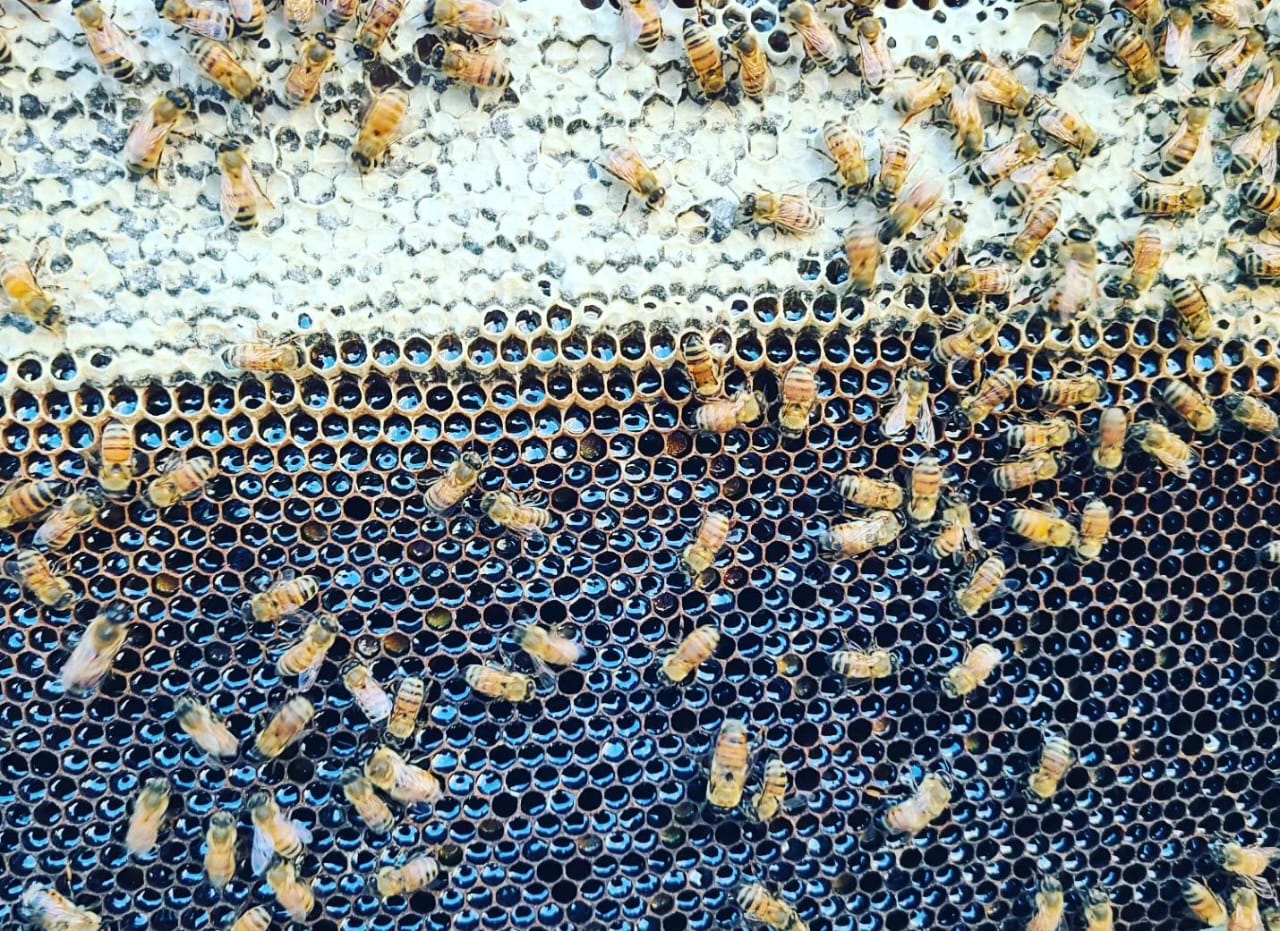 Comb Full  of Delicious honey