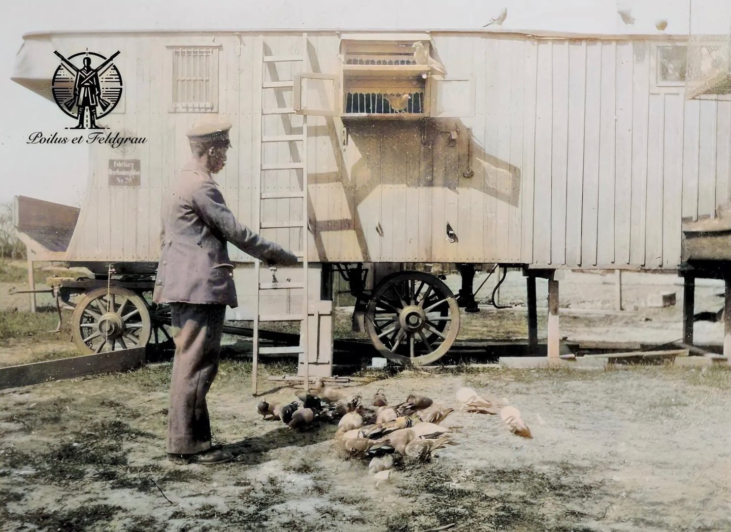 Les pigeons voyageurs et éclaireurs