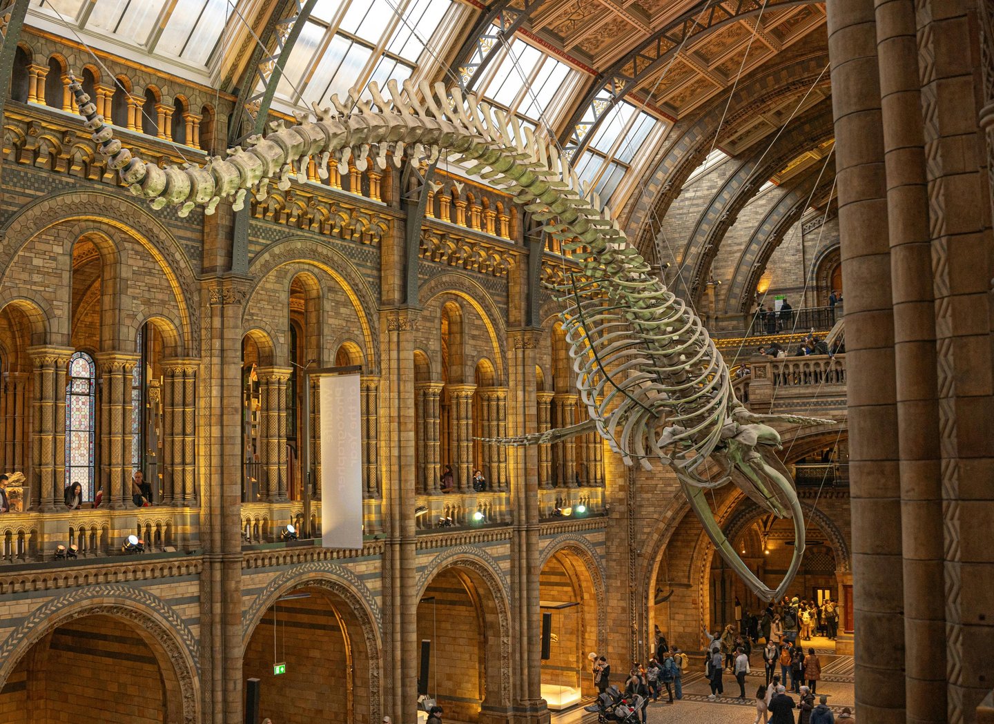 Natural History Museum Romanesque building showing Hintze Hall with whale