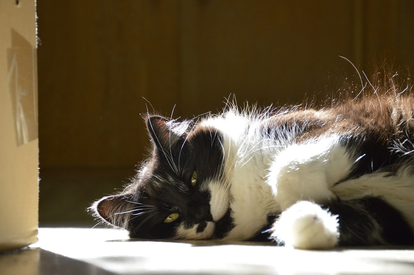 Onyx, the Cutest