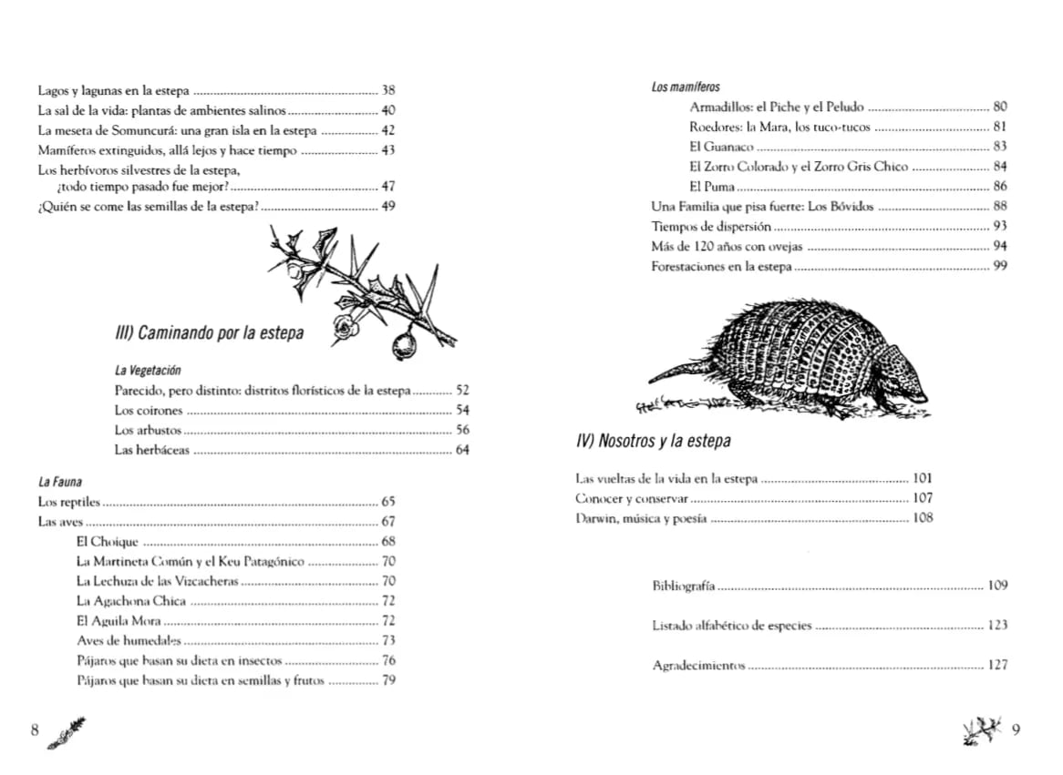 Vegetación estepa patagónica