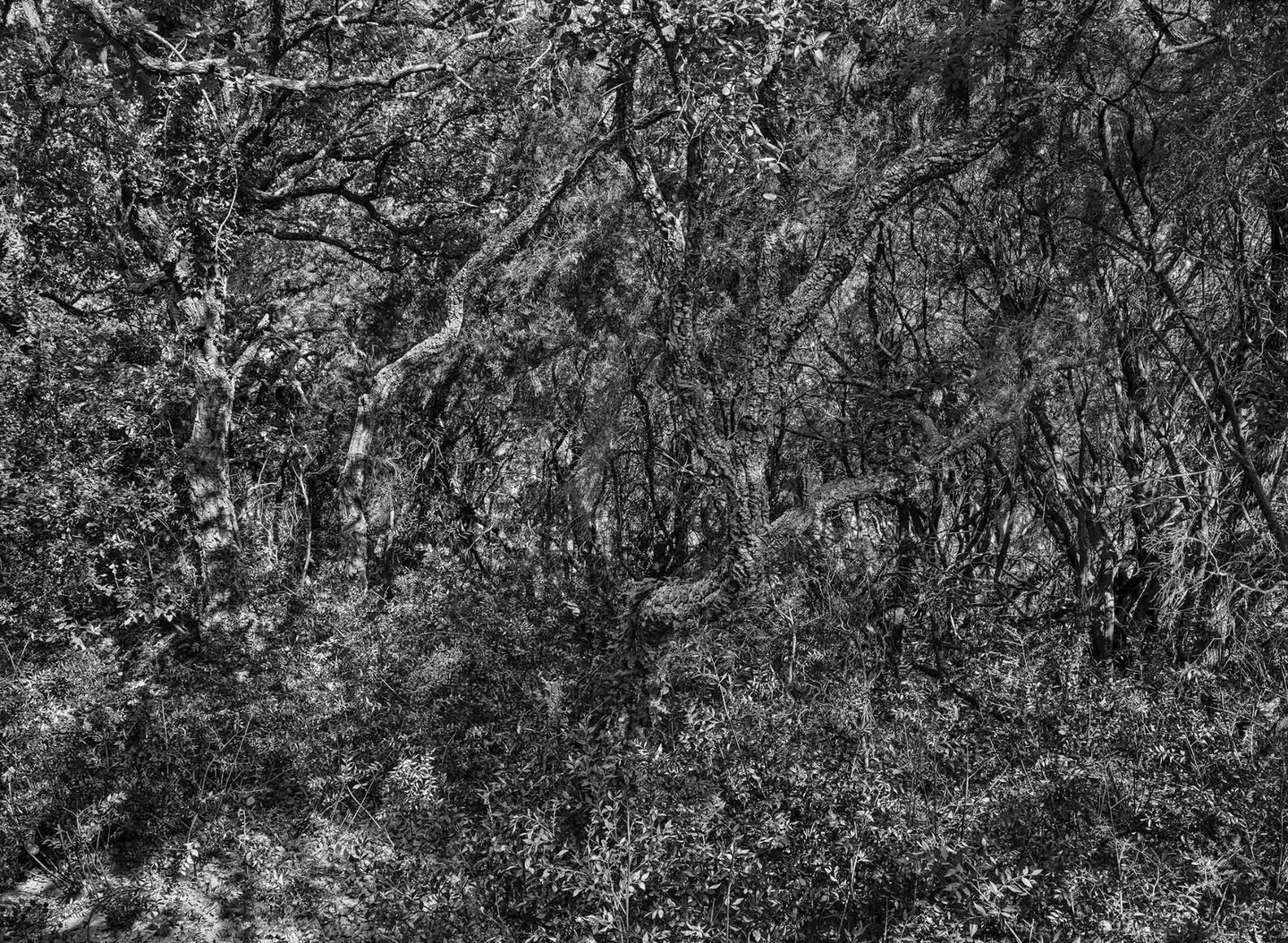 Photo noir et blanc, forêt, Pierre Thoretton