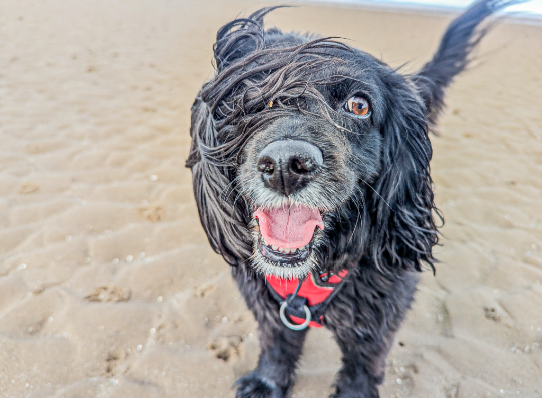 Scout, looking happy and wind swept on the beach during a dog walk in Edinburgh