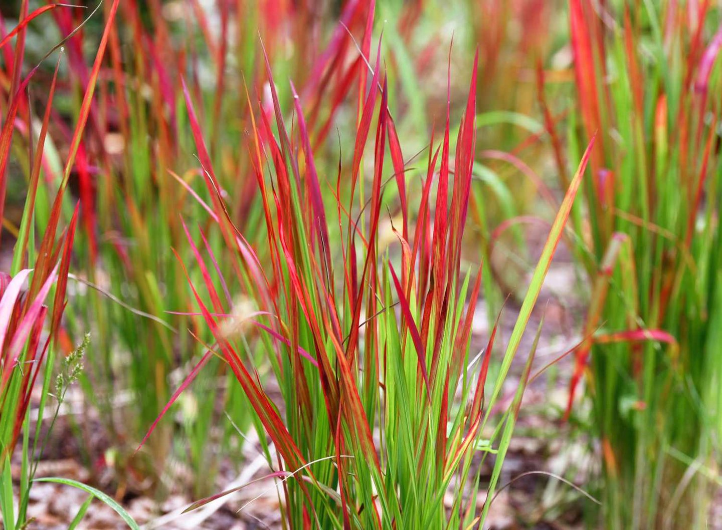 grass stems with a red and green clolor in a garden