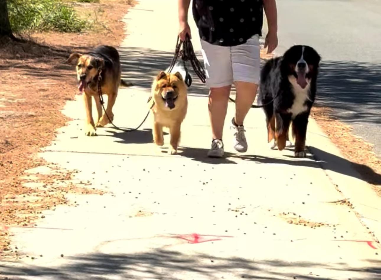a woman walking three dogs on a leash