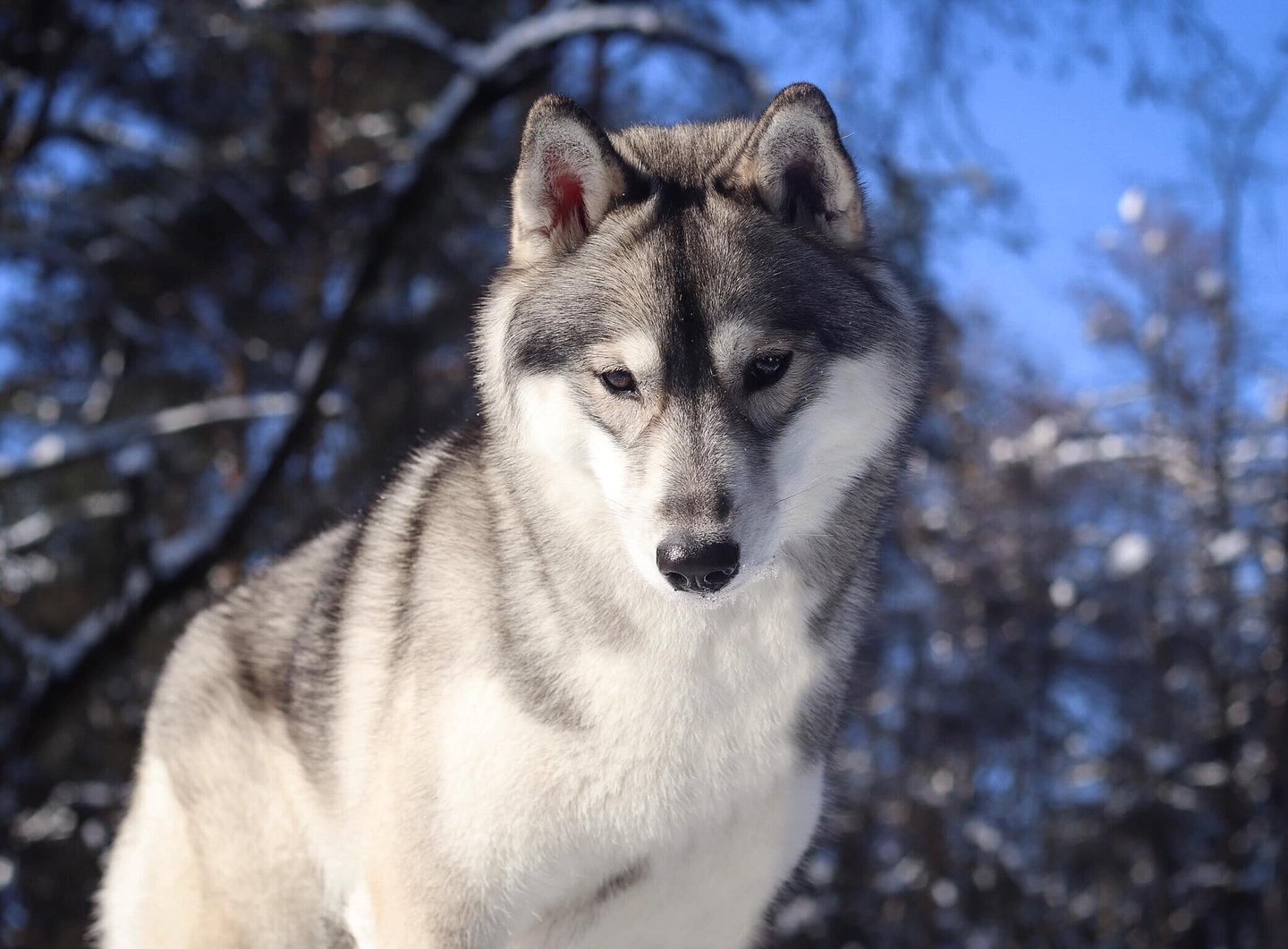Yakutian laika breeder