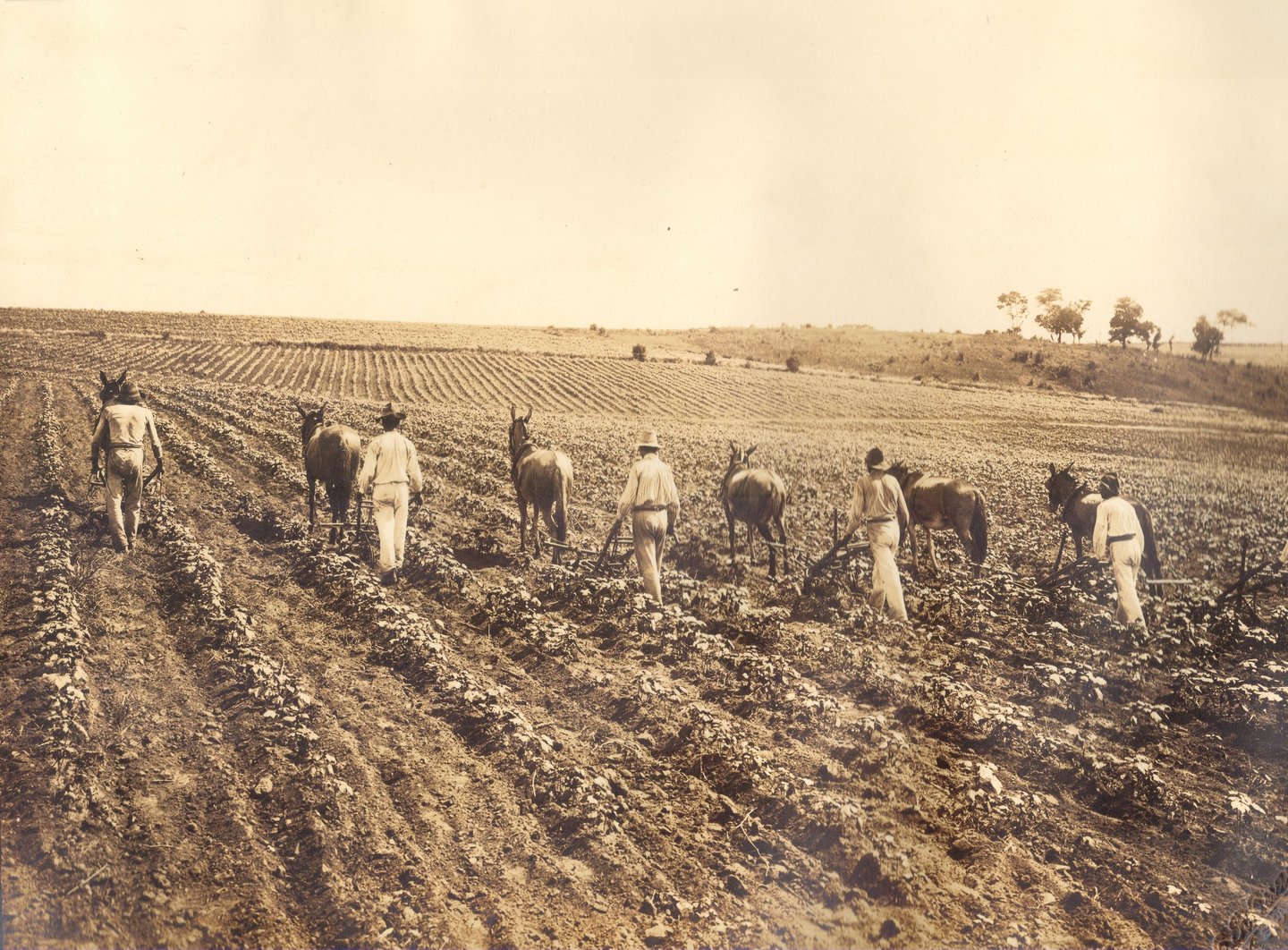 Foto Histórica das Colônias Agrícolas Paulistas