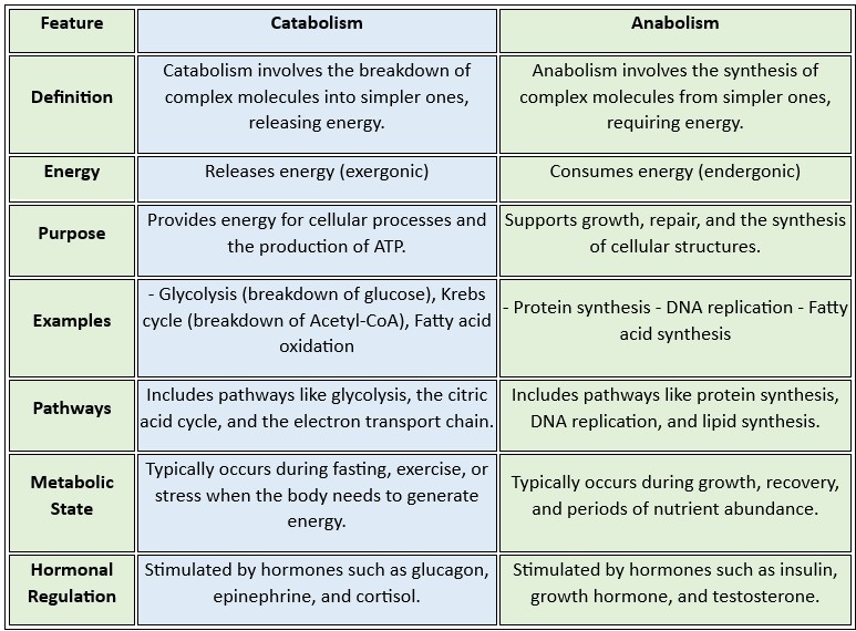 catabolism vs Anabolism