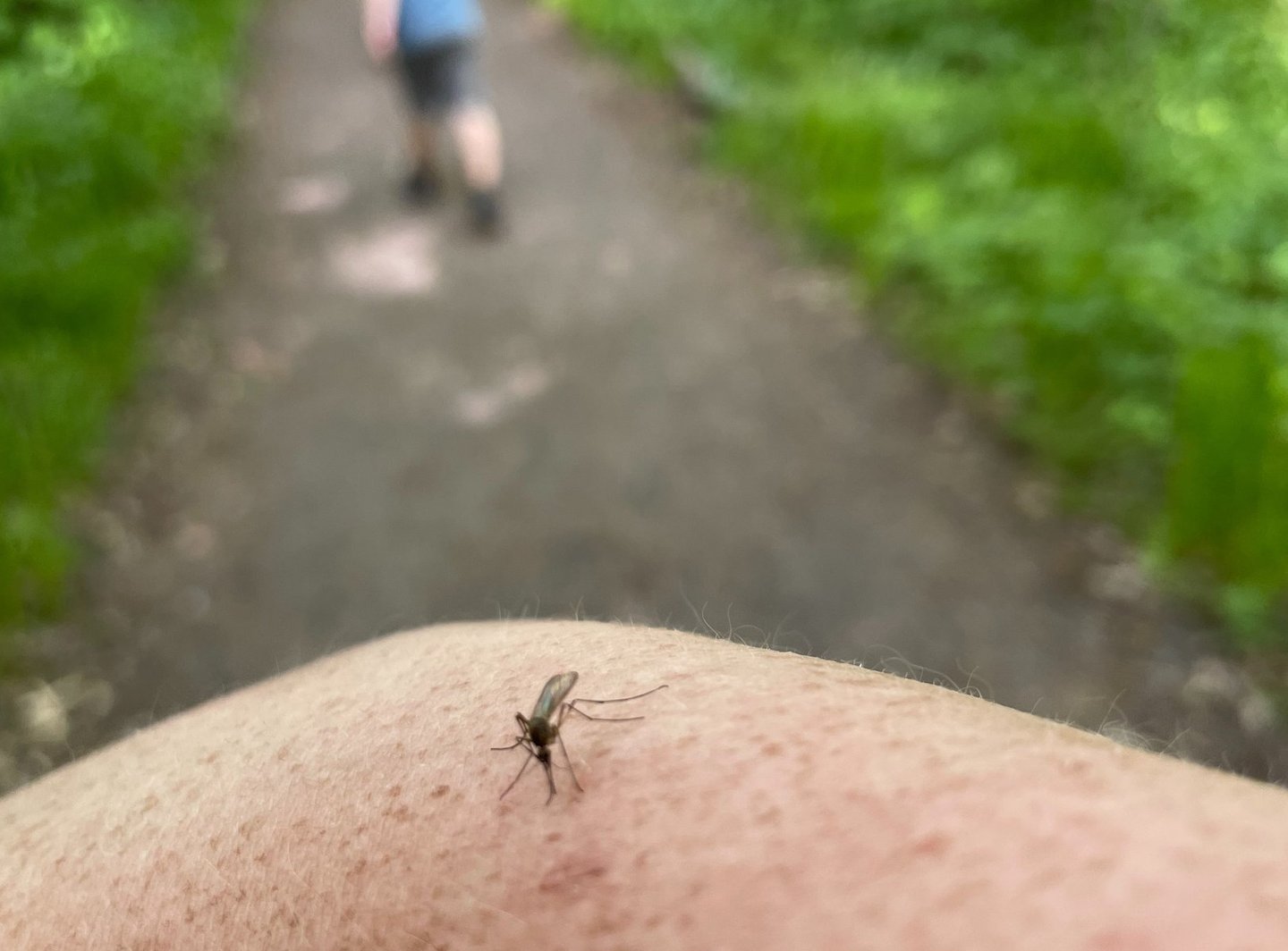 Mosquito sucking the life out of my arm, while hiking in the woods.