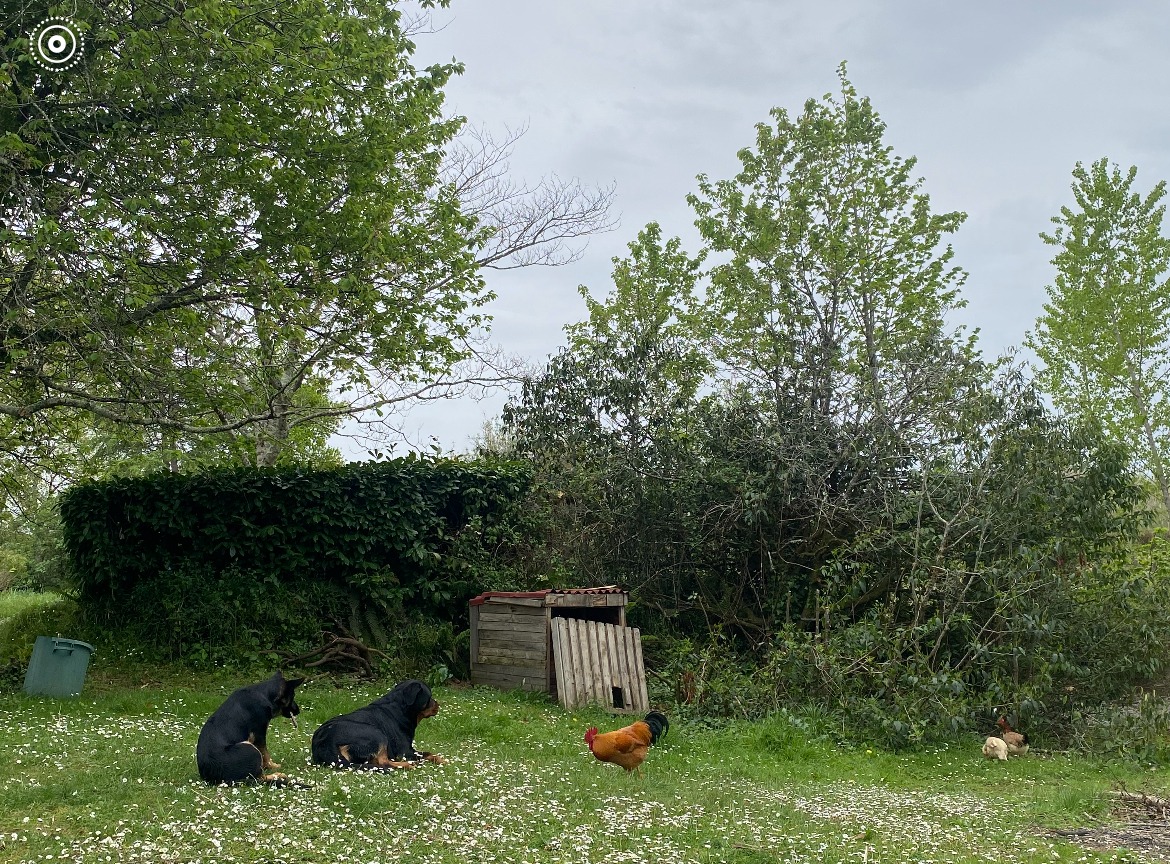 Ferme de Belon animaux CBD