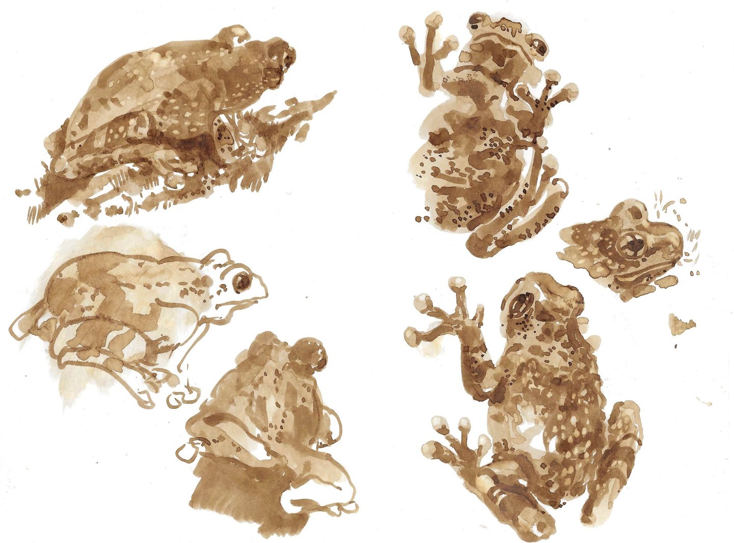 Dessin au lavis de brou de noix représentant des grenouilles.