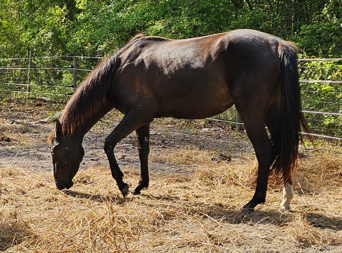 Young black Akhal-teke mare nibbling hay