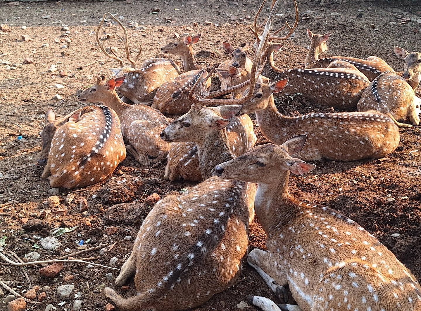 spotted deers in Bardiya