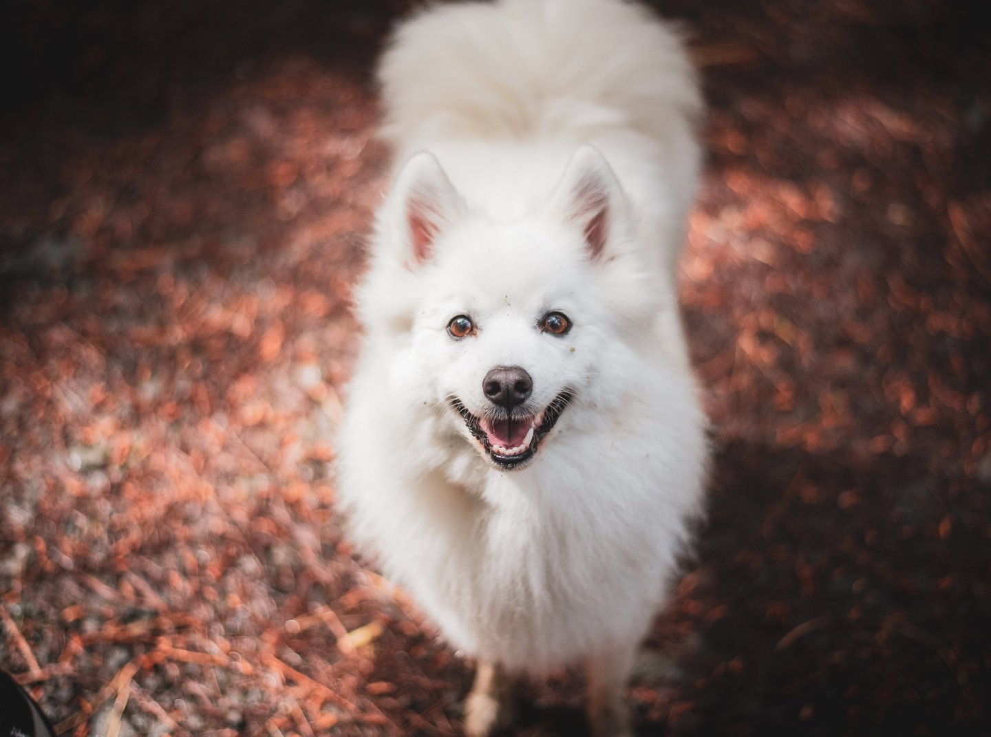 Urban Wolves training portrait
