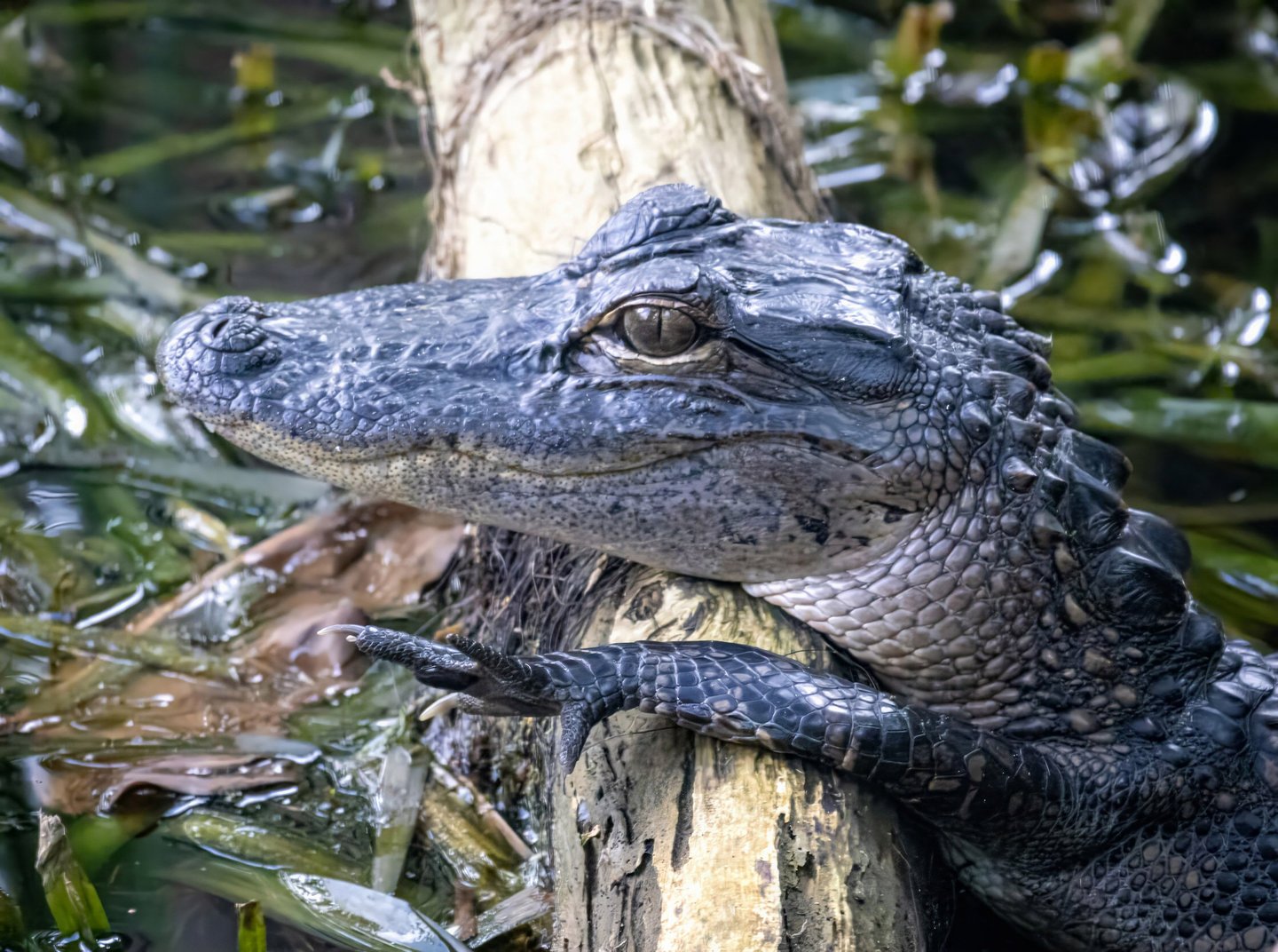 Gator Smile