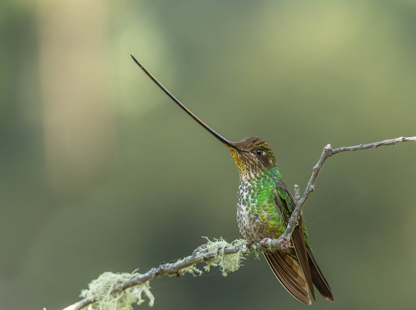 Colombia Andes Bird Photography Tour
