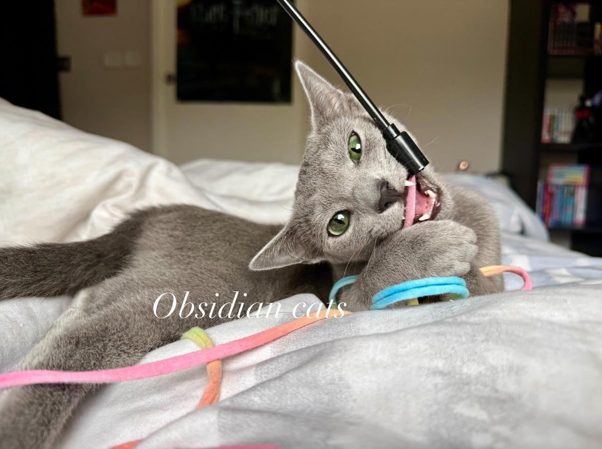 obsidian cats bleu russe