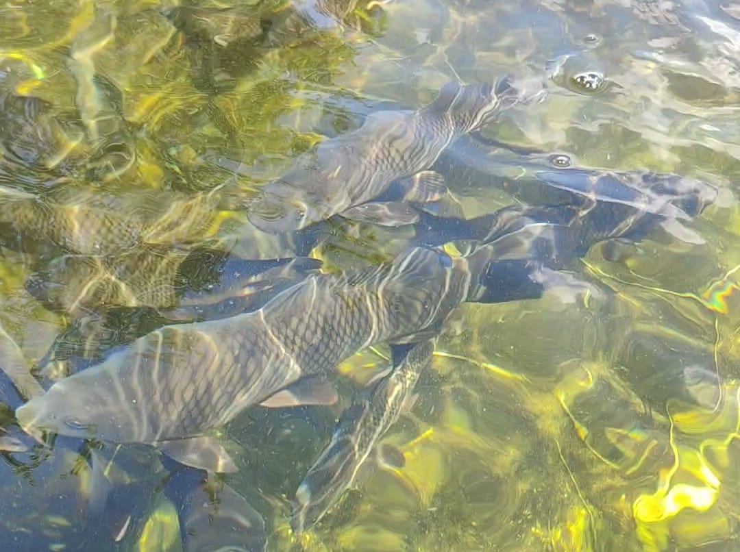 a group of fish in a pond with water