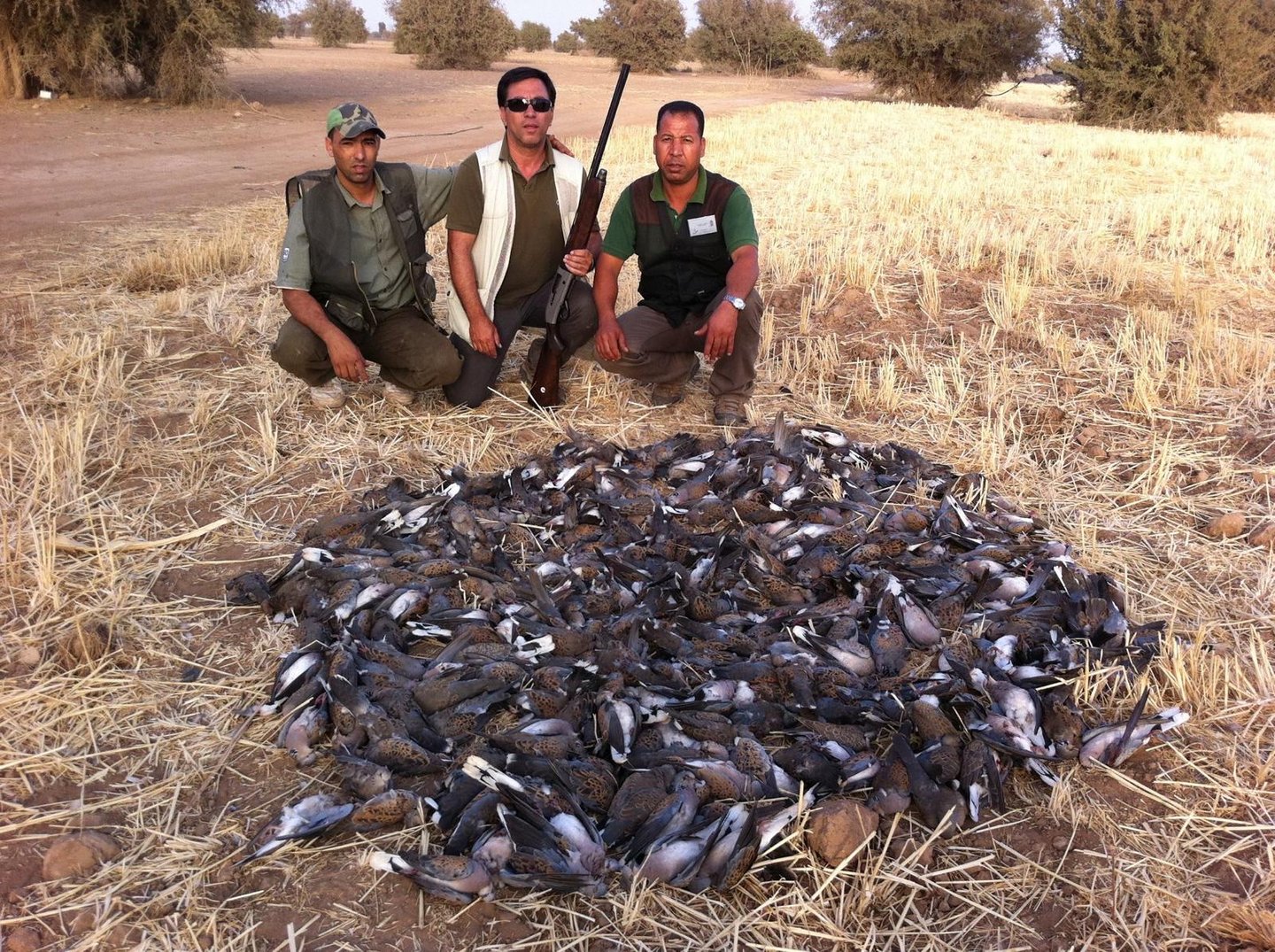 Caza de tórtolas en Marruecos con SERCAZA