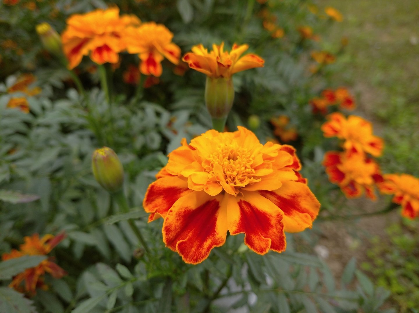 Tagetes Concrete :  Tagetes minuta L.   Family :  Asteraceae   Part Used : Flowers  CAS Number :  80